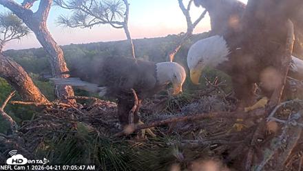 NE Florida Eagles Live Webcam - Apr 21, 2026, 7:06am EDT