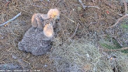 NE Florida Eagles Live Webcam - Jan 20, 2026, 7:33am EST