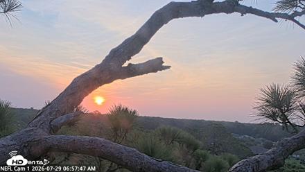 NE Florida Eagles Live Webcam - Jul 29, 2026, 6:58am EDT