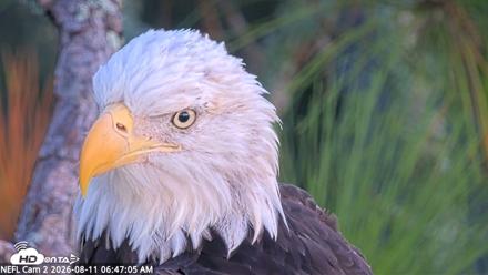 NE Florida Eagles Live Webcam - Aug 11, 2026, 6:47am EDT