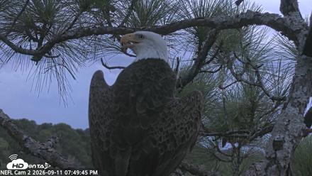 NE Florida Eagles Live Webcam - Sep 11, 2026, 7:50pm EDT