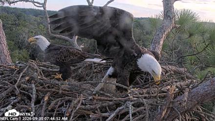 NE Florida Eagles Live Webcam - Sep 30, 2026, 7:45am EDT