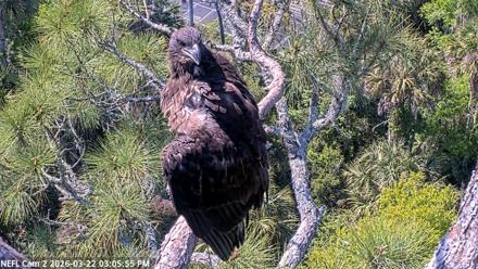 NE Florida Eagles Live Webcam - Mar 22, 2026, 3:06pm EDT