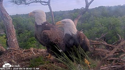 NE Florida Eagles Live Webcam - Apr 19, 2026, 8:43am EDT