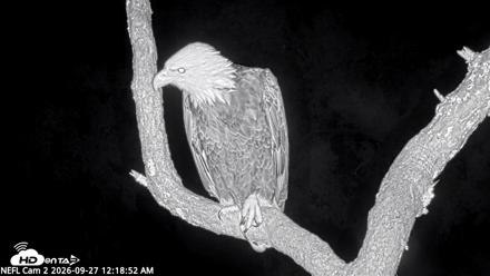 NE Florida Eagles Live Webcam - Sep 27, 2026, 12:19am EDT