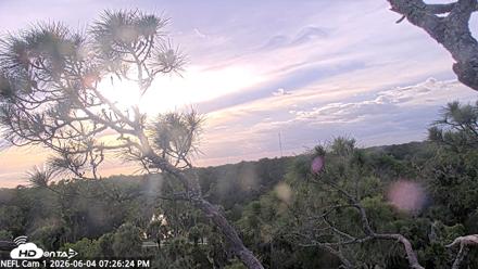 NE Florida Eagles Live Webcam - Jun 4, 2026, 7:27pm EDT