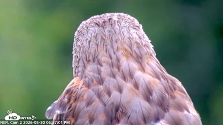NE Florida Eagles Live Webcam - May 30, 2026, 6:28pm EDT