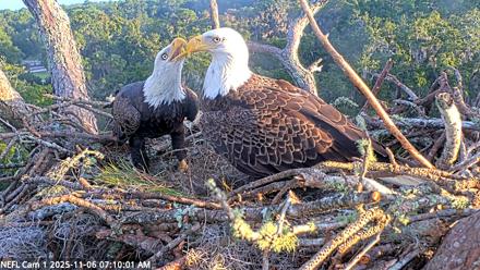 NE Florida Eagles Live Webcam - Nov 6, 2025, 7:10am EST