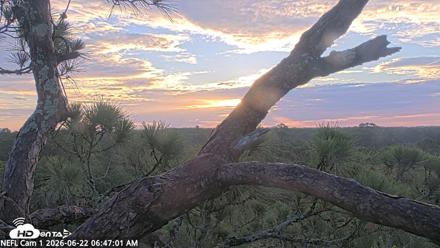 NE Florida Eagles Live Webcam - Jun 22, 2026, 6:48am EDT
