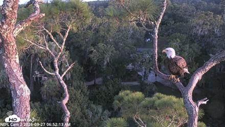 NE Florida Eagles Live Webcam - Sep 27, 2026, 6:53am EDT
