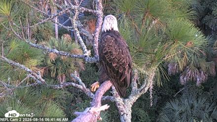 NE Florida Eagles Live Webcam - Aug 16, 2026, 6:42am EDT