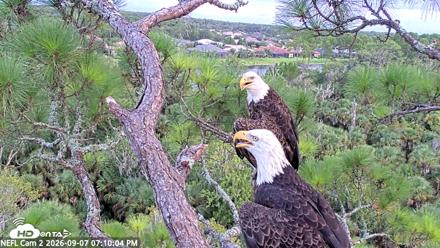 NE Florida Eagles Live Webcam - Sep 7, 2026, 7:10pm EDT