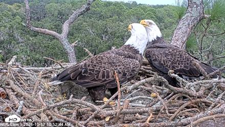 NE Florida Eagles Live Webcam - Oct 17, 2026, 10:53am EDT
