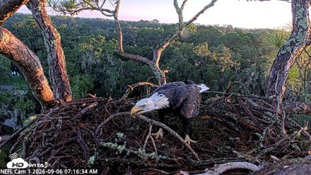 NE Florida Eagles Live Webcam - Sep 6, 2026, 7:17am EDT