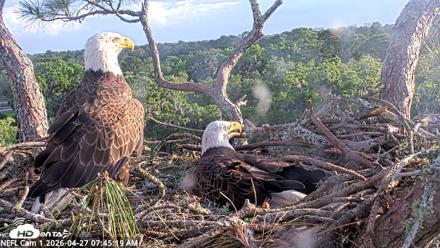NE Florida Eagles Live Webcam - Apr 27, 2026, 7:46am EDT