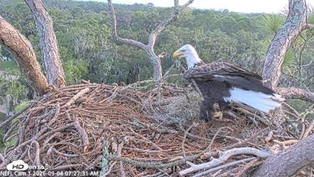 NE Florida Eagles Live Webcam - Sep 4, 2026, 7:28am EDT