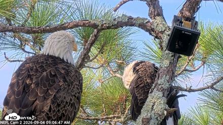 NE Florida Eagles Live Webcam - Sep 4, 2026, 9:07am EDT