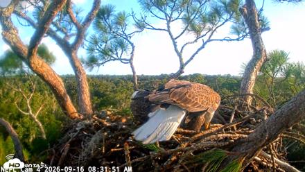 NE Florida Eagles Live Webcam - Sep 16, 2026, 8:32am EDT