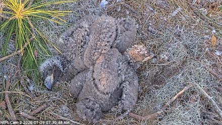 NE Florida Eagles Live Webcam - Jan 29, 2026, 7:31am EST
