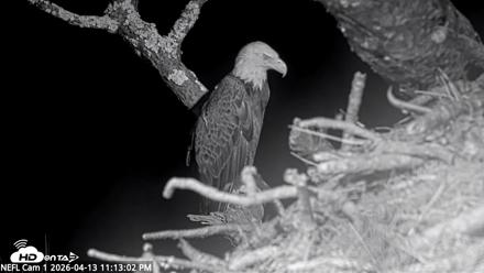 NE Florida Eagles Live Webcam - Apr 13, 2026, 11:14pm EDT