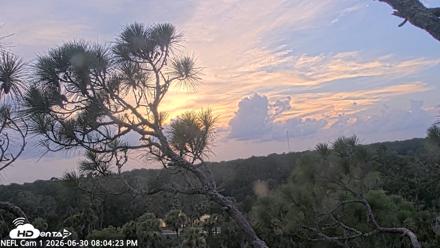NE Florida Eagles Live Webcam - Jun 30, 2026, 8:05pm EDT