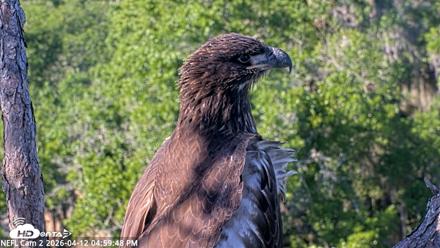 NE Florida Eagles Live Webcam - Apr 12, 2026, 5:00pm EDT