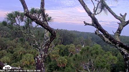 NE Florida Eagles Live Webcam - Jun 16, 2026, 6:35am EDT