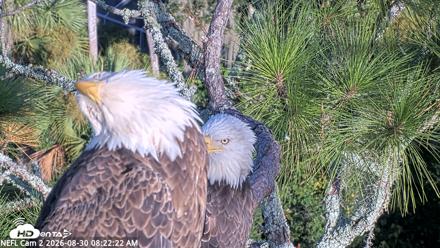 NE Florida Eagles Live Webcam - Aug 30, 2026, 8:23am EDT
