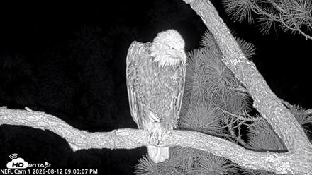 NE Florida Eagles Live Webcam - Aug 12, 2026, 9:01pm EDT