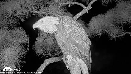 NE Florida Eagles Live Webcam - Aug 22, 2026, 4:19am EDT