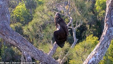 NE Florida Eagles Live Webcam - Mar 22, 2026, 5:57pm EDT