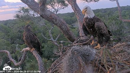 NE Florida Eagles Live Webcam - Apr 29, 2026, 7:58pm EDT