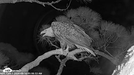 NE Florida Eagles Live Webcam - Sep 16, 2026, 5:07am EDT