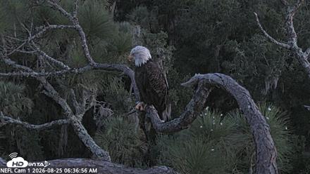 NE Florida Eagles Live Webcam - Aug 25, 2026, 6:38am EDT