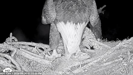 NE Florida Eagles Live Webcam - Sep 30, 2026, 7:34pm EDT