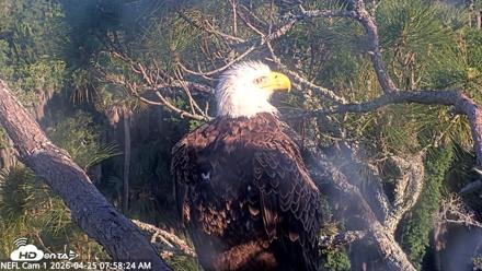 NE Florida Eagles Live Webcam - Apr 25, 2026, 7:59am EDT