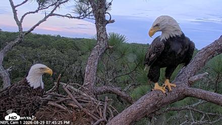 NE Florida Eagles Live Webcam - Aug 29, 2026, 7:46pm EDT