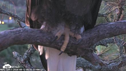 NE Florida Eagles Live Webcam - Aug 12, 2026, 6:34am EDT