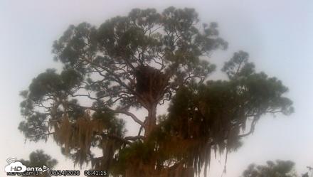 NE Florida Eagles Live Webcam - Aug 14, 2026, 6:42am EDT
