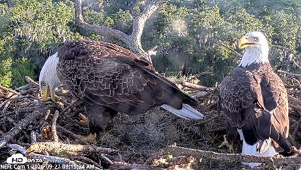 NE Florida Eagles Live Webcam - Sep 27, 2026, 8:16am EDT