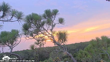 NE Florida Eagles Live Webcam - Jul 31, 2026, 7:55pm EDT
