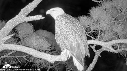 NE Florida Eagles Live Webcam - Sep 16, 2026, 5:32am EDT