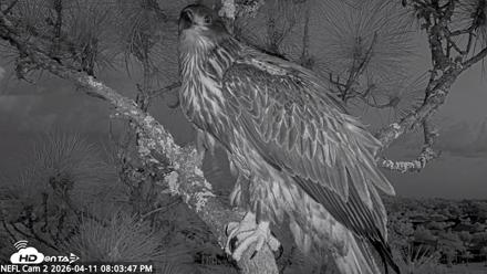 NE Florida Eagles Live Webcam - Apr 11, 2026, 8:04pm EDT