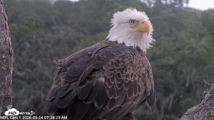 NE Florida Eagles Live Webcam - Sep 24, 2026, 7:30am EDT
