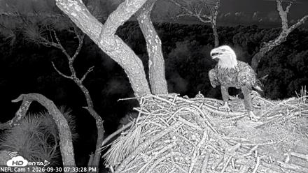 NE Florida Eagles Live Webcam - Sep 30, 2026, 7:34pm EDT