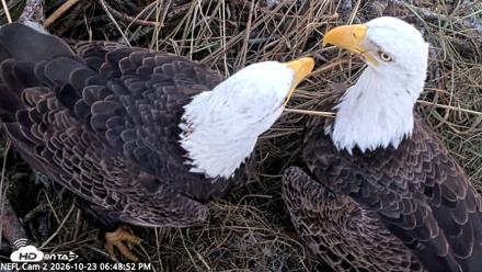 NE Florida Eagles Live Webcam - Oct 23, 2026, 6:49pm EDT