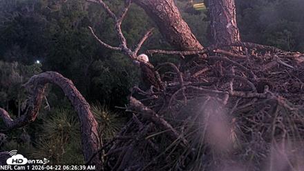 NE Florida Eagles Live Webcam - Apr 22, 2026, 6:28am EDT