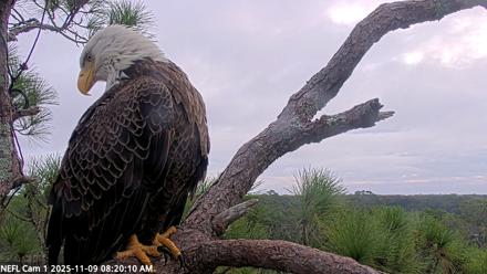 NE Florida Eagles Live Webcam - Nov 9, 2025, 8:21am EST
