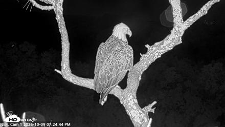 NE Florida Eagles Live Webcam - Oct 9, 2026, 7:25pm EDT