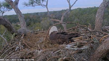 NE Florida Eagles Live Webcam - Dec 30, 2025, 3:45pm EST